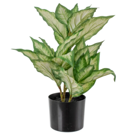 Planta Dieffenbachia Verde-Blanco 42 X 42 X 52 CM