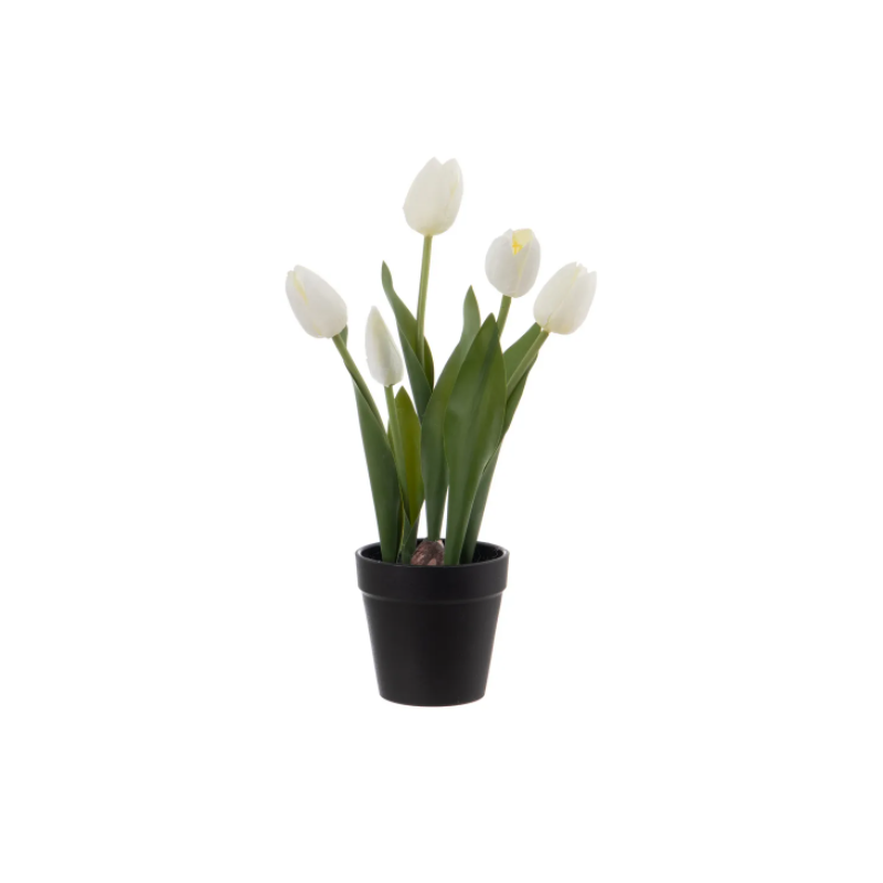 Planta Tulipanes Blanco 11 X 11 X 31 cm