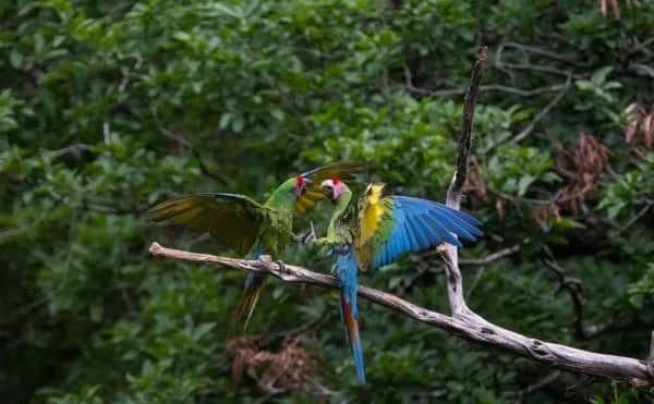 Sótano del Barro: Último refugio de guacamayas verdes en Querétaro
